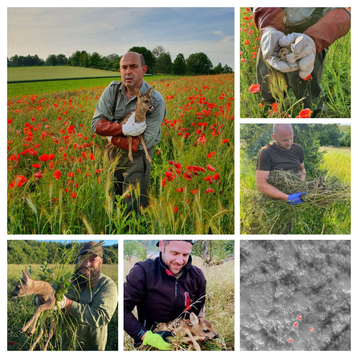 Collage mit Rehkitz in hohem Gras, Wärmebild mit rot aufleuchteten Menschen und einem Rehkitz im hohen Gras, Vogelküken in Händen mit dicken Lederhandschuhen, Menschen mit geretteten Rehkitzen in den Händen und durch ein Grasnest vor dem Menschngeruch geschützt